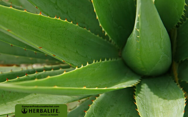 Bajar de peso con aloe vera